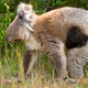 A koala with chlamydia, and the dreaded black patch. (Credit: blinckwinkel via BBC.)